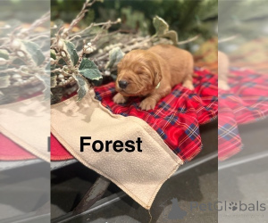 Photo №4. I will sell golden retriever, labrador retriever in the city of Amstetten. from the shelter, breeder - price - negotiated