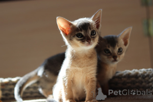 Photo №4. I will sell abyssinian cat in the city of Bobruisk. from nursery - price - 1000$