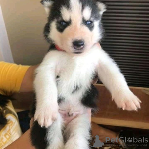 Photo №1. siberian husky - for sale in the city of Флоренс | negotiated | Announcement № 17530