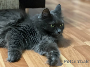 Photo №4. I will sell  in the city of Minsk. private announcement - price - Is free