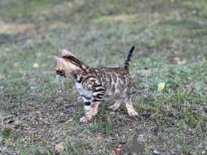 Photo №4. I will sell bengal cat in the city of Флоренция. private announcement, from nursery, breeder - price - negotiated
