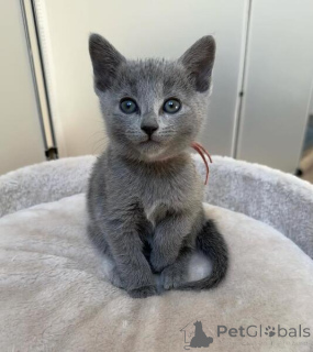 Photo №1. russian blue - for sale in the city of Paris | 8$ | Announcement № 156149