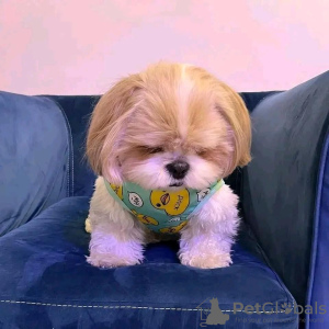 Photo №1. shih tzu - for sale in the city of Оттава | 500$ | Announcement № 99629