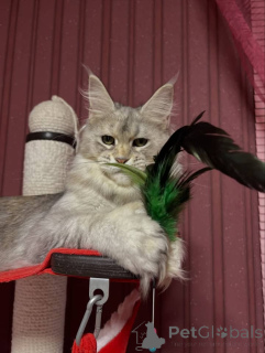 Photo №2 to announcement № 160675 for the sale of maine coon - buy in United Kingdom breeder
