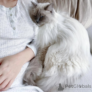 Photo №1. ragdoll - for sale in the city of Arnem | 550$ | Announcement № 159298