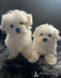 Photo №1. maltese dog - for sale in the city of Denekamp | 350$ | Announcement № 170432