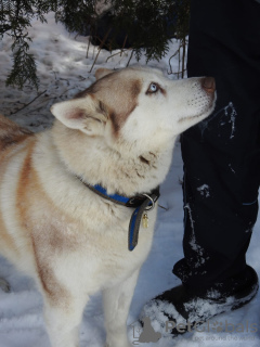 Additional photos: Husky Dymka is looking for a loving family with a male leader!