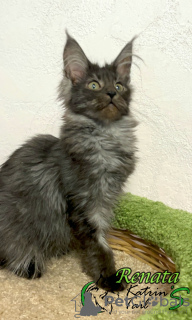 Photo №2 to announcement № 45959 for the sale of maine coon - buy in Russian Federation private announcement, from nursery, breeder
