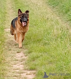 Photo №2 to announcement № 141324 for the sale of non-pedigree dogs - buy in Czech Republic breeder