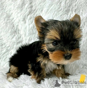 Photo №1. beaver yorkshire terrier - for sale in the city of Ohio City | negotiated | Announcement № 123112