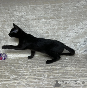 Photo №1. savannah cat - for sale in the city of Athens | 361$ | Announcement № 172077