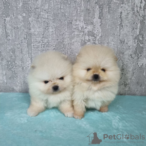 Photo №4. I will sell pomeranian in the city of Kassel. private announcement - price - negotiated