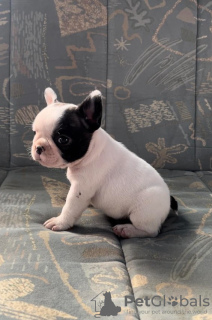 Photo №1. french bulldog - for sale in the city of Zrenjanin | negotiated | Announcement № 70686