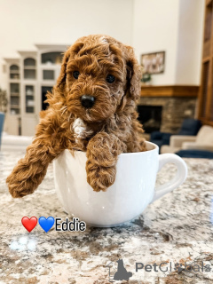 Photo №1. labradoodle - for sale in the city of ASKERSUND | 671$ | Announcement № 157475