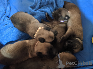 Photo №1. malinois - for sale in the city of Kefar Sava | negotiated | Announcement № 67900