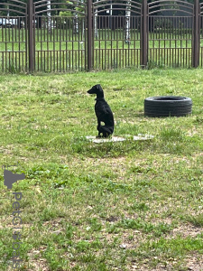 Photo №2. Mating service italian greyhound. Price - 0$