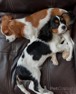 Photo №1. cavalier king charles spaniel - for sale in the city of Aurich | negotiated | Announcement № 173352