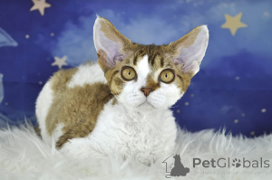 Photo №4. I will sell devon rex in the city of Helsinki. private announcement, breeder - price - 516$
