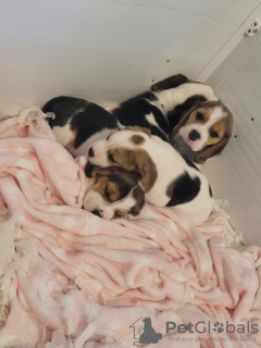 Photo №1. beagle - for sale in the city of New York | 450$ | Announcement № 66535