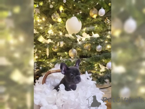 Photo №3. Sweet French bulldog puppies. Switzerland