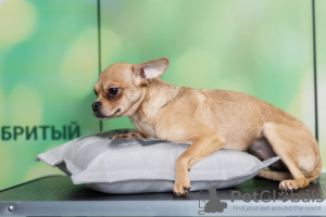 Photo №1. chihuahua - for sale in the city of Munich | 316$ | Announcement № 105213