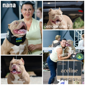 Photo №4. I will sell american bully in the city of Krasnodar. breeder - price - negotiated