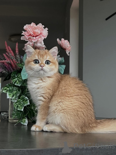 Photo №4. I will sell british shorthair in the city of Egilsstaðir. private announcement - price - 550$
