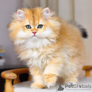 Additional photos: British Golden Chinchilla kittens with WCF pedigree