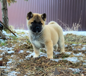 Photo №2 to announcement № 8232 for the sale of american akita - buy in Russian Federation breeder