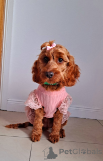 Photo №2 to announcement № 138589 for the sale of kavapu - buy in Ireland private announcement