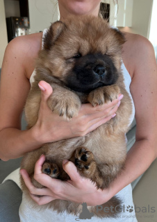 Photo №1. chow chow - for sale in the city of Dubai | negotiated | Announcement № 51510