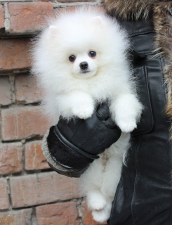 Photo №1. pomeranian - for sale in the city of Yekaterinburg | 1505$ | Announcement № 6366