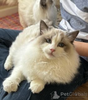 Photo №4. I will sell ragdoll in the city of Франкфурт-на-Майне. private announcement, from nursery, from the shelter, breeder - price - 317$
