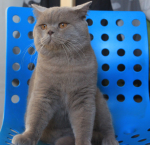 Photo №1. british shorthair - for sale in the city of Gomel | 1100$ | Announcement № 3670