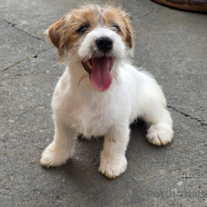 Photo №1. jack russell terrier - for sale in the city of Munich | negotiated | Announcement № 171875