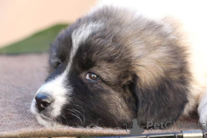 Additional photos: Caucasian German Shepherd puppies