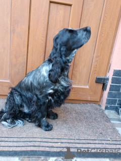 Photo №1. english cocker spaniel - for sale in the city of Kishinev | 211$ | Announcement № 121887