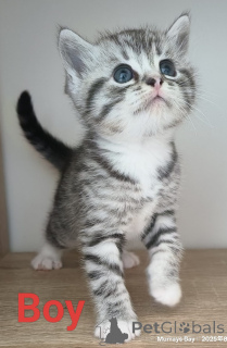 Photo №1. scottish fold - for sale in the city of Rotorua | 395$ | Announcement № 151105