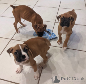 Photo №1. boxer - for sale in the city of Berchtesgaden | negotiated | Announcement № 135602