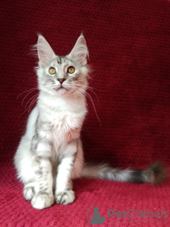 Photo №2 to announcement № 43452 for the sale of maine coon - buy in Russian Federation from nursery