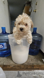 Photo №2 to announcement № 150137 for the sale of maltipu - buy in Germany private announcement, breeder