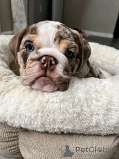 Additional photos: Cute and adorable English bulldog puppies for sale