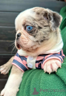Photo №1. pug - for sale in the city of Sombor | 3294$ | Announcement № 148208