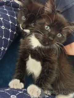 Photo №2 to announcement № 172208 for the sale of norwegian forest cat - buy in Belgium private announcement