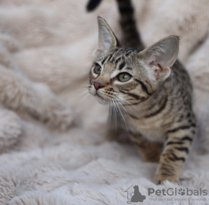 Photo №1. ocicat - for sale in the city of Rome | negotiated | Announcement № 134028
