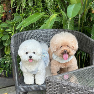 Photo №1. bichon frise - for sale in the city of Gotland | 423$ | Announcement № 119440