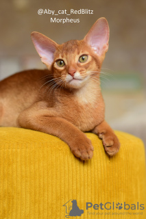 Photo №3. Abyssinian kitten boy Sorel from the cattery with documents. Poland