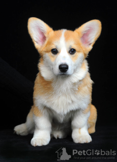 Photo №2 to announcement № 92841 for the sale of welsh corgi - buy in Ukraine breeder