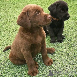 Photo №1.  - for sale in the city of Alabama | negotiated | Announcement № 162689