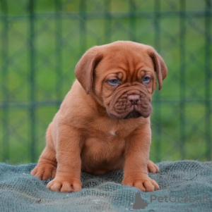 Photo №3. Bordeaux mastiff. Serbia